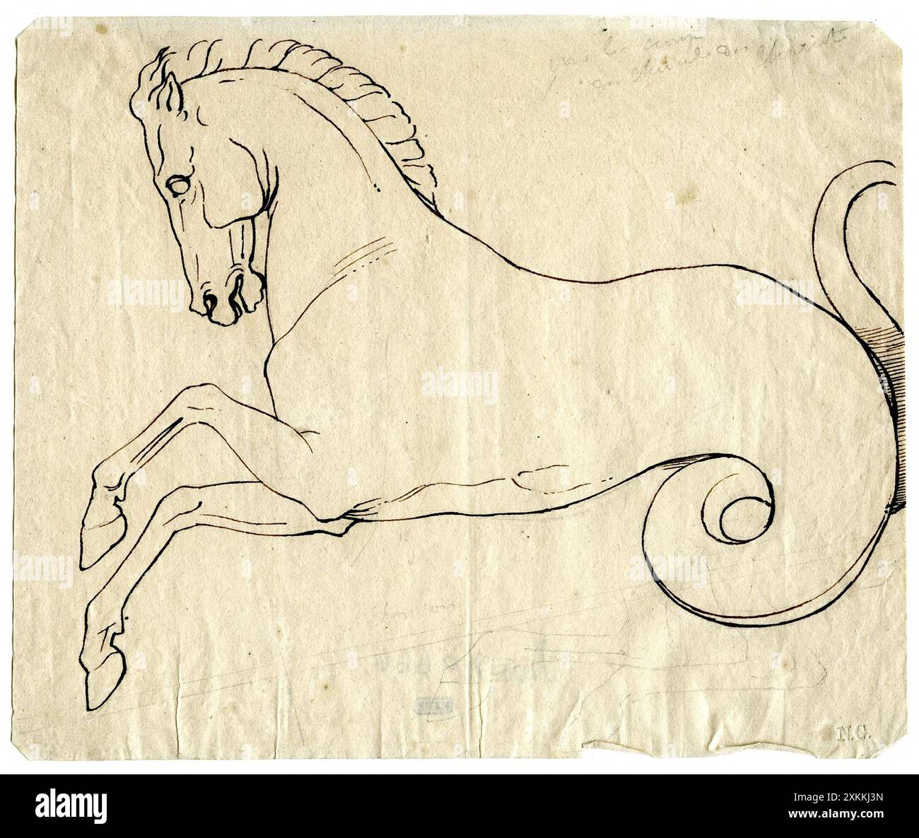 Hippocampe Banque D'Images
