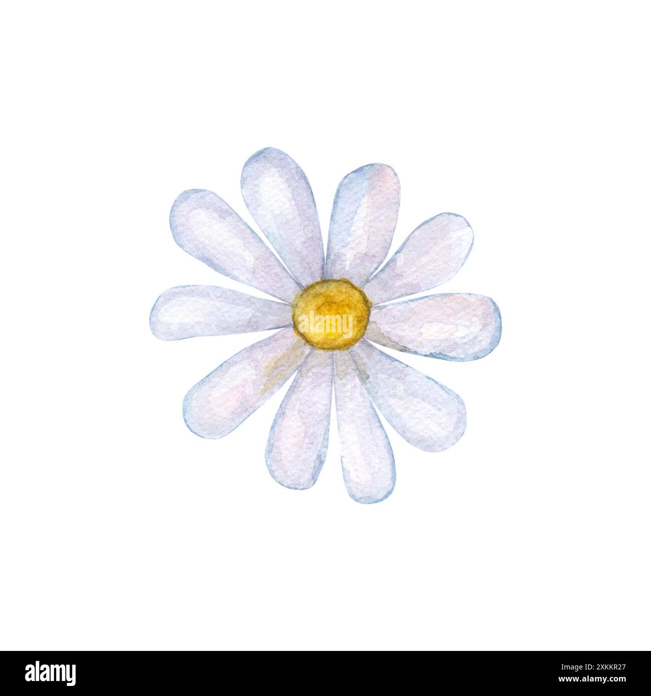 Fleur de camomille aquarelle. Aquarelle dessinée à la main printemps été illustration botanique isolée sur fond blanc. Banque D'Images