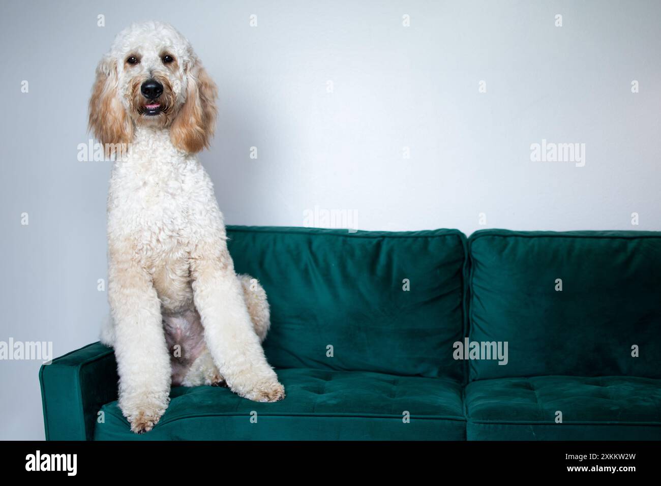 Portrait d'un énorme chien blanc Goldendoodle assis sur un canapé en velours vert Banque D'Images