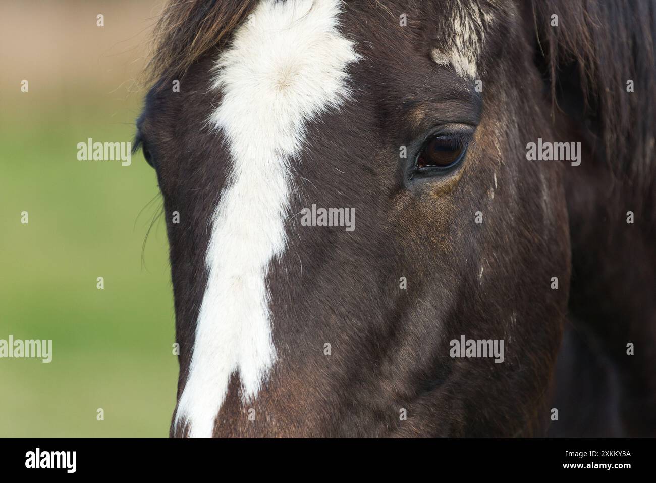 Gros plan de la tête d'un cheval ou d'un poney brun foncé avec une bande blanche vers le bas face à Newchapel, Lingfield, Surrey, Royaume-Uni. Banque D'Images