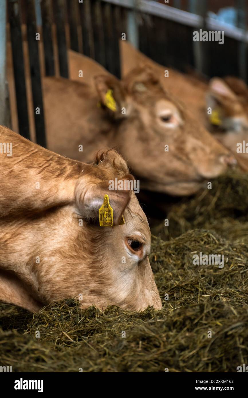 28.04.2024, Allemagne, Brême, Brême - Limousin bovins dans la grange d'une ferme biologique. Sur cette ferme, il n'y a pas d'élevage laitier mais l'élevage de vaches allaitantes Banque D'Images