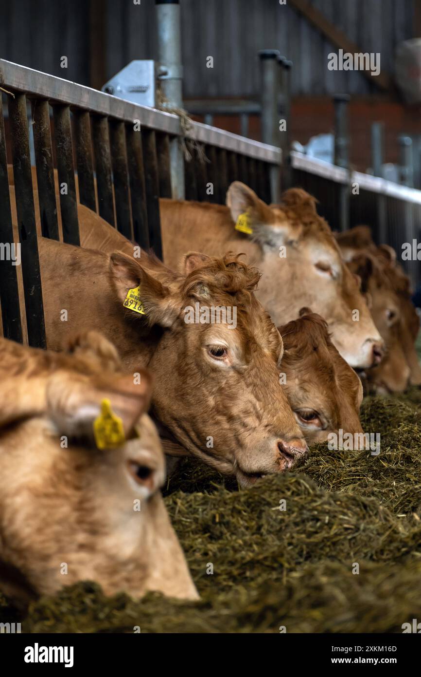 28.04.2024, Allemagne, Brême, Brême - Limousin bovins dans la grange d'une ferme biologique. Sur cette ferme, il n'y a pas d'élevage laitier mais l'élevage de vaches allaitantes Banque D'Images