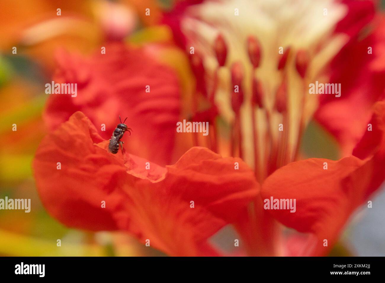 10.11.2023, Indonésie, Lombok, Keroya - abeille de l'espèce sans dard Austroplebeia australis approchant d'une fleur rouge. 00S231110D390CAROEX.JPG [MODÈLE Banque D'Images