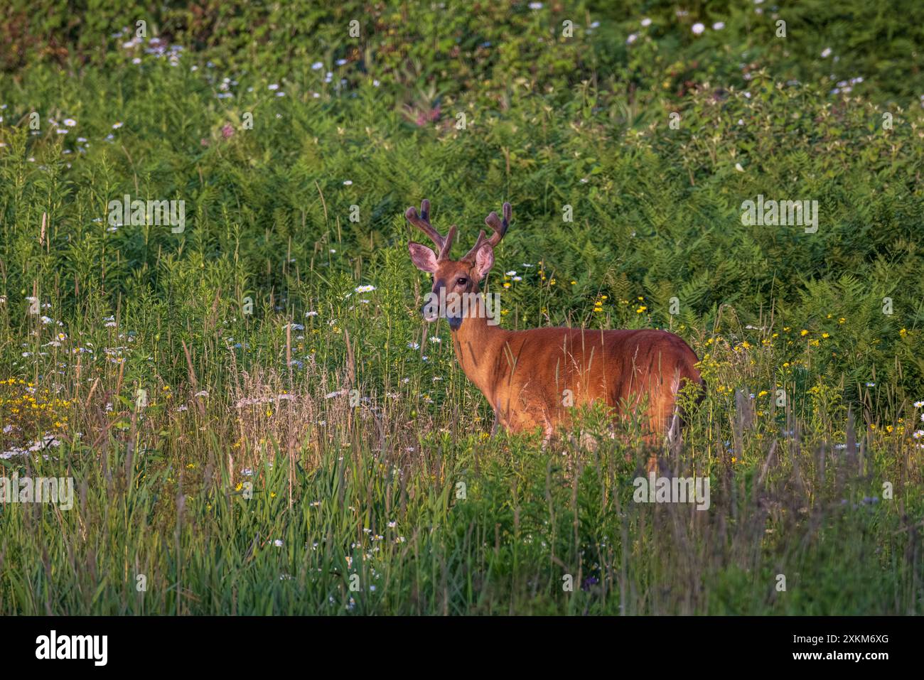 Buck à queue blanche un soir de juillet dans le nord du Wisconsin. Banque D'Images