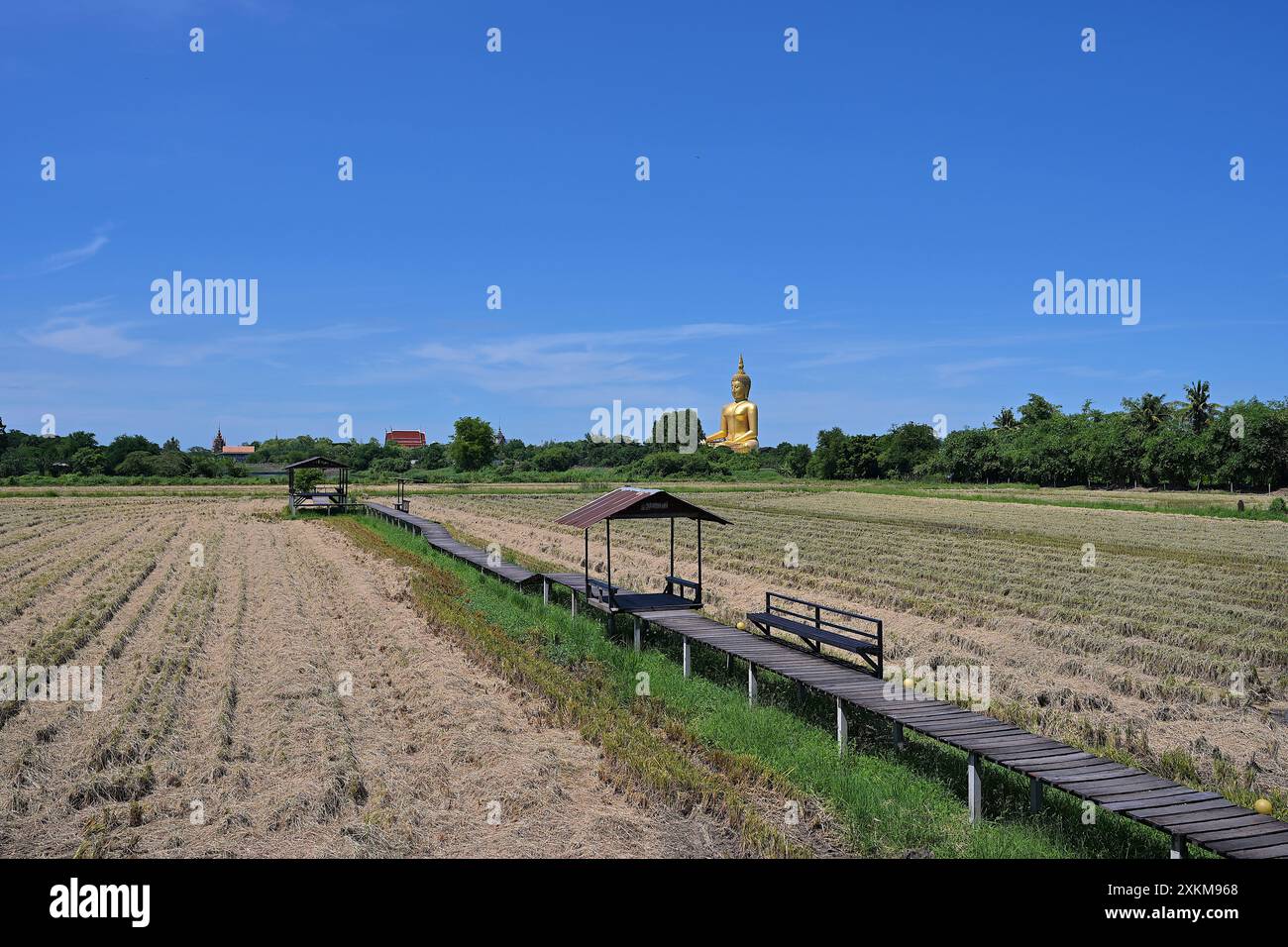 Vue du Grand Bouddha assis de Wat Muang (Phra Buddha Maha Nawamina), la plus haute statue de Thaïlande, juxtaposée contre des rizières Banque D'Images