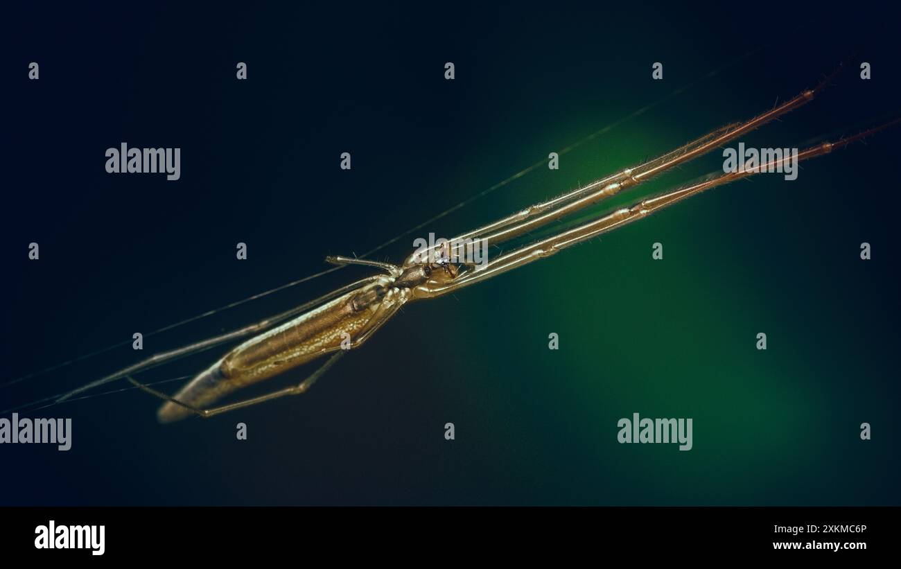Araignée jaune à longues pattes, araignée Tetragnatha montana sur le web. Banque D'Images