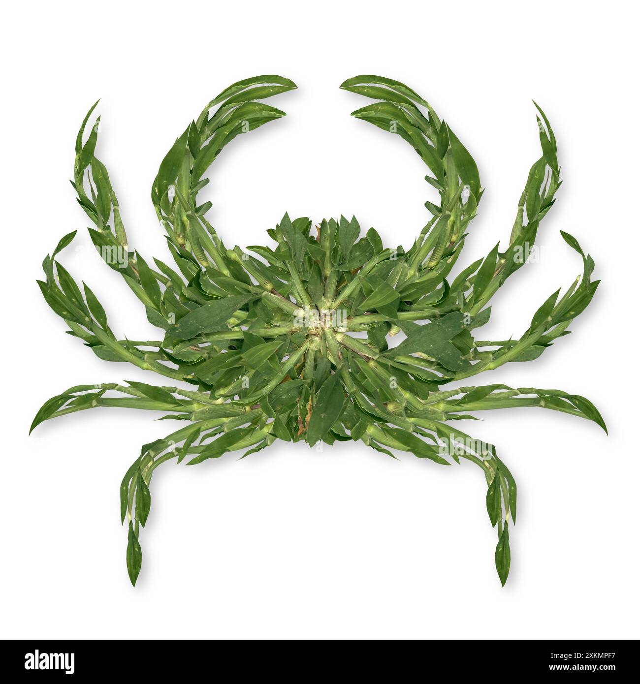 Symbole de lutte contre les mauvaises herbes de crabère ou d'herbe de crabe drôle représentant l'entretien de la pelouse et l'aménagement paysager ou l'horticulture et herbicide de plantes nuisibles indésirables Banque D'Images