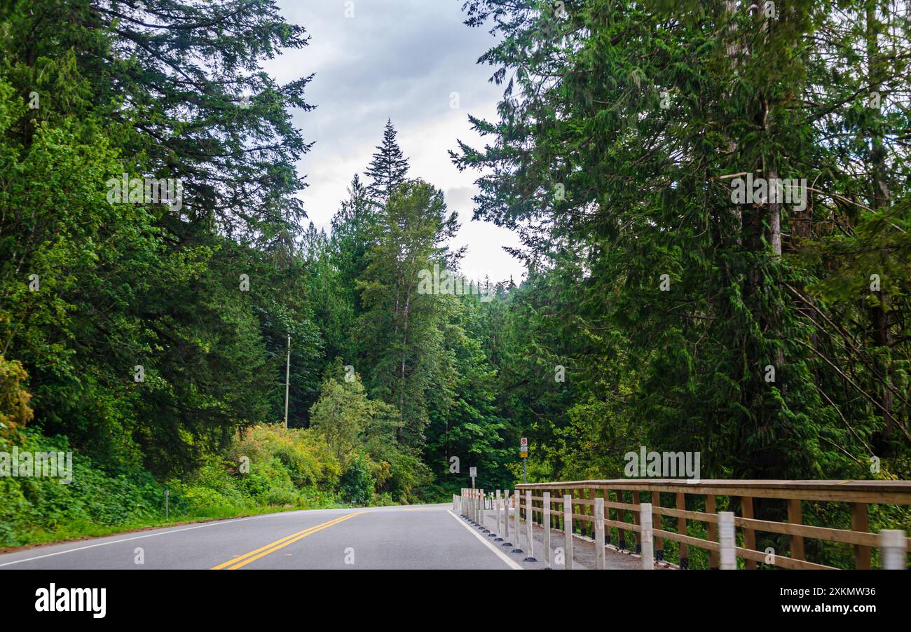 Route du parc du lac Cultus bordée de pins à Chilliwack, vallée du Fraser, Colombie-Britannique, Canada Banque D'Images