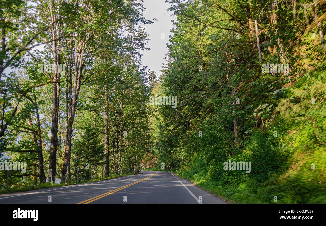 Route du parc du lac Cultus bordée de pins à Chilliwack, vallée du Fraser, Colombie-Britannique, Canada Banque D'Images