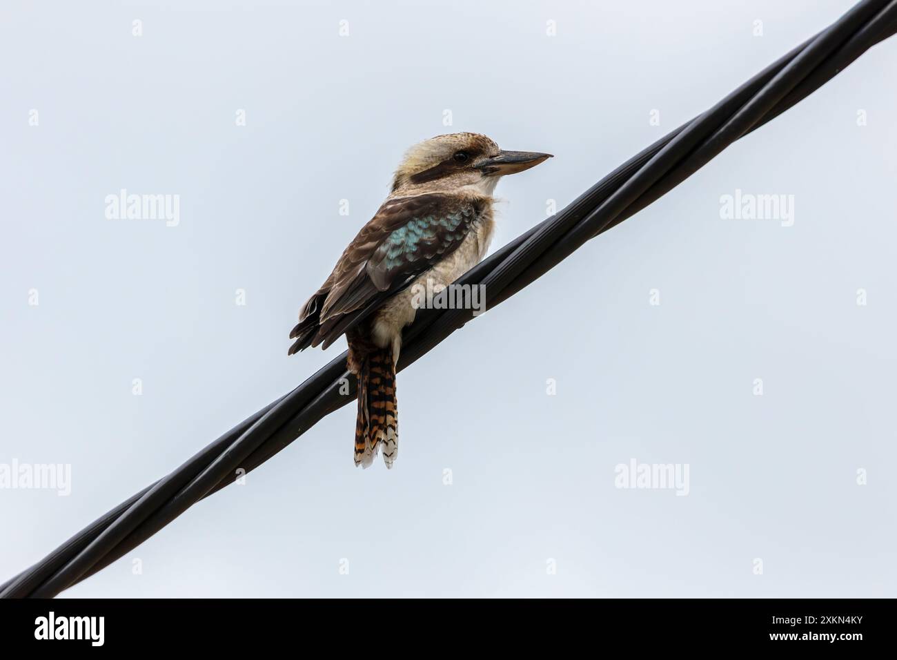 Photographie d'un Kookaburra australien assis sur une ligne de transmission dans la ville régionale de Talbingo dans les Snowy Mountains en Nouvelle-Galles du Sud Banque D'Images