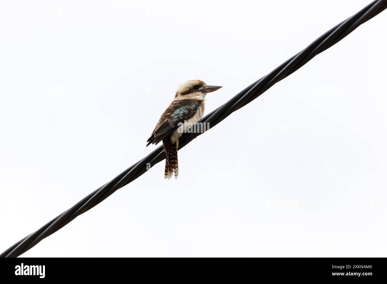 Photographie d'un Kookaburra australien assis sur une ligne de transmission dans la ville régionale de Talbingo dans les Snowy Mountains en Nouvelle-Galles du Sud Banque D'Images
