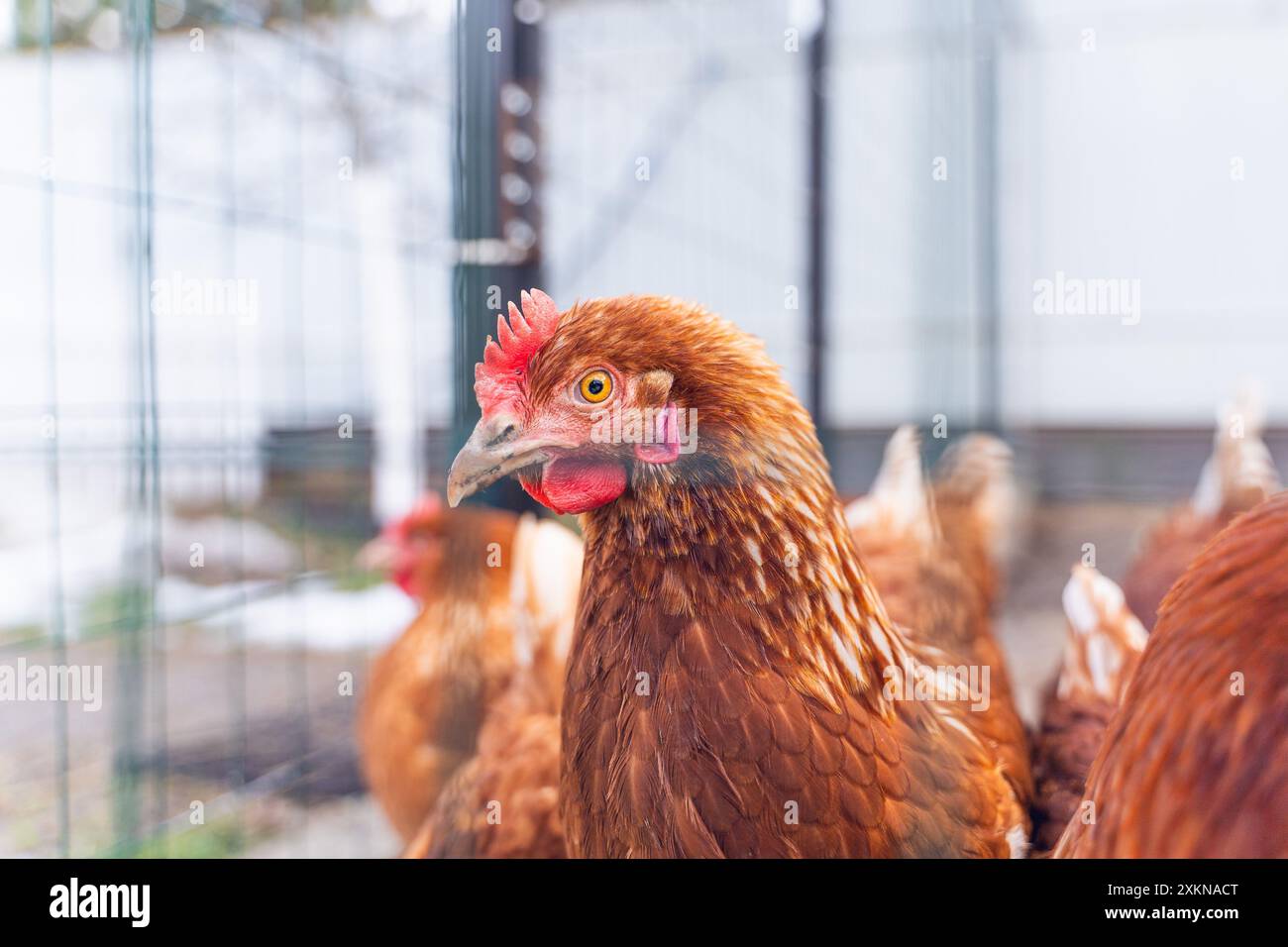 Une jeune belle poule de la race brune lohmann dans un troupeau sur une promenade derrière une clôture. Banque D'Images