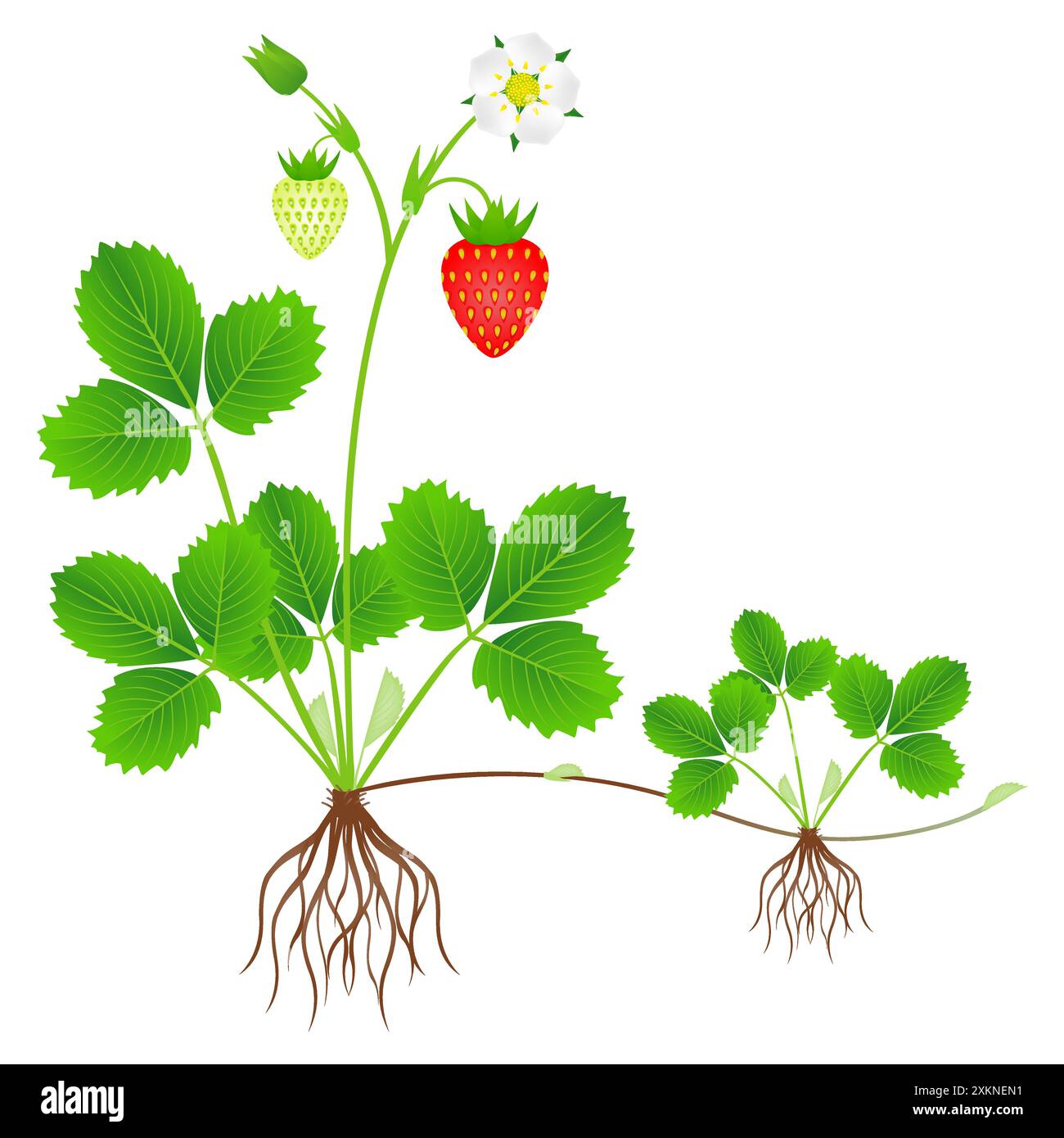 Plante de fraise avec racines, fleurs, fruits et plante fille. Illustration de Vecteur