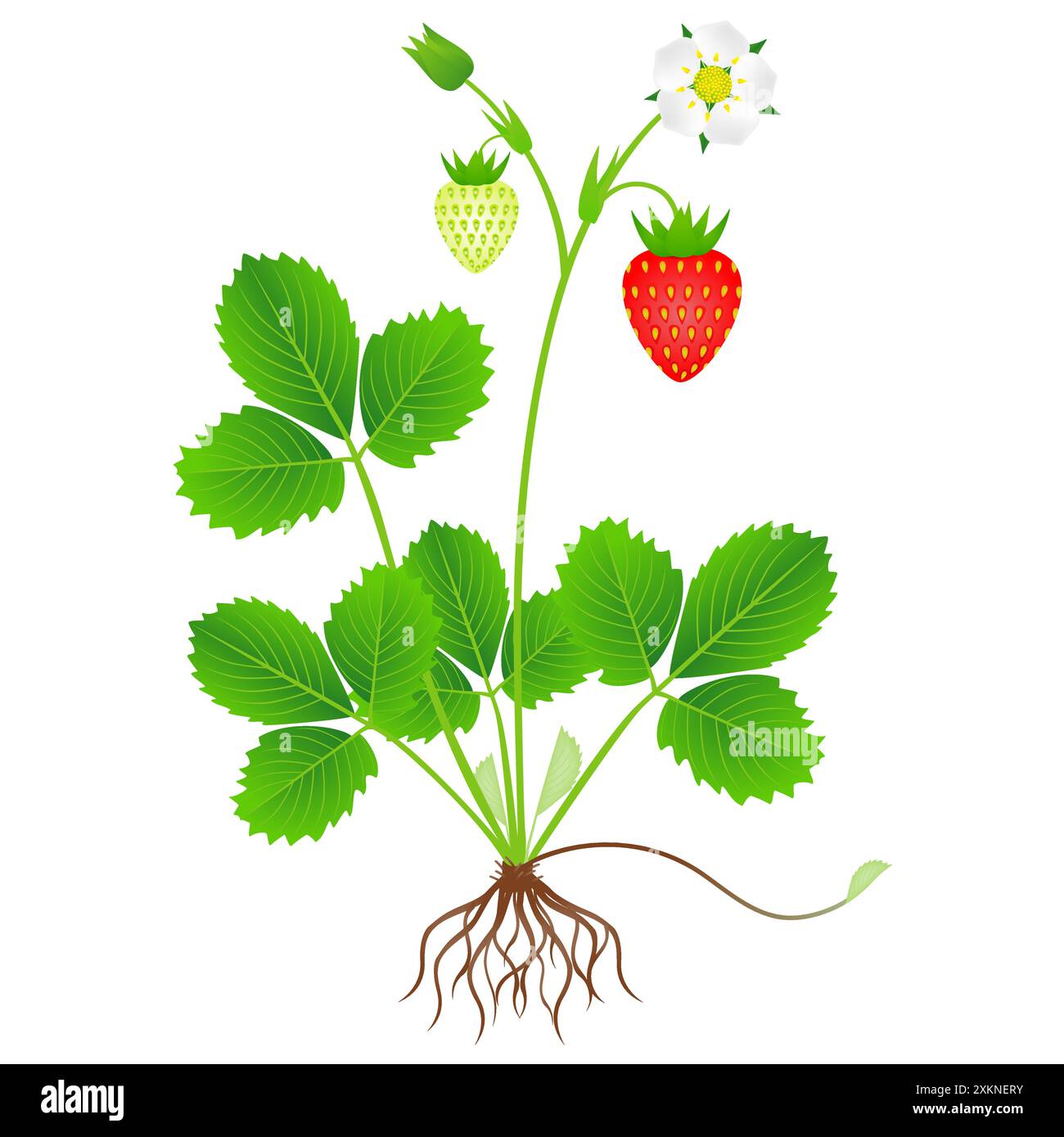 Plante de fraise avec des racines et des fruits sur un fond blanc. Illustration de Vecteur