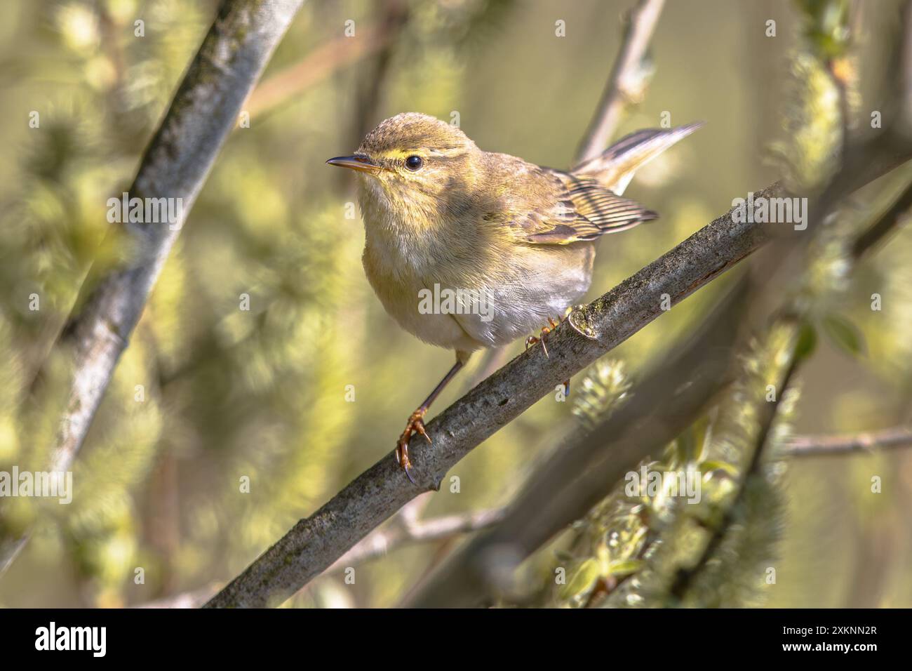 La paruline du saule (Phylloscopus trochilus) est une paruline des feuilles très commune et répandue qui se reproduit dans toute l'Europe du Nord et tempérée et chez le copain Banque D'Images