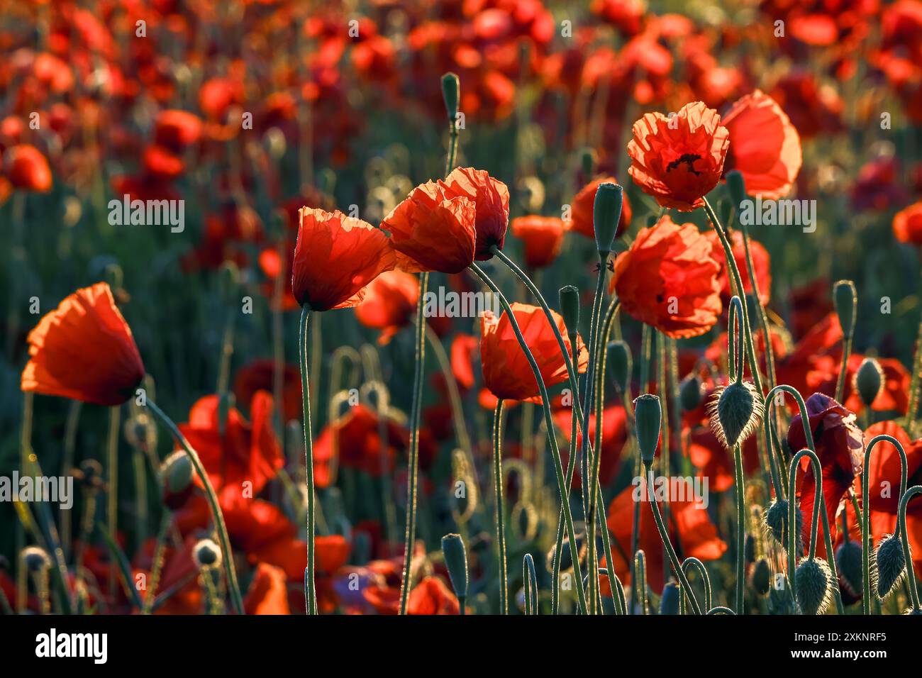 Coquelicots rouges sauvages rétro-éclairés poussant dans un champ sous le soleil d'été dans le Northamptonshire, Angleterre Banque D'Images