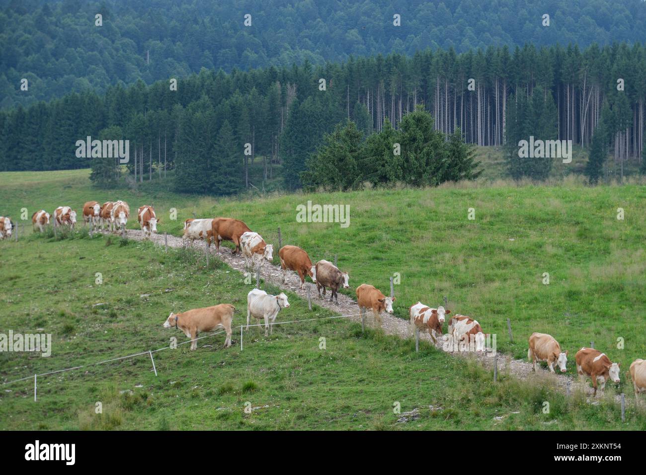 Vaches qui paissent sur la plaine de Cansiglio dans les pré-Alpes de Belluno en Italie Banque D'Images