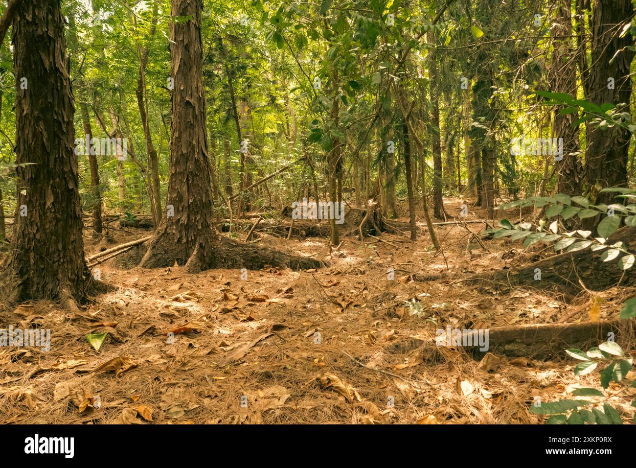 Arbres poussant dans la forêt au parc Haller à Bamburi, Mombasa, Kenya Banque D'Images