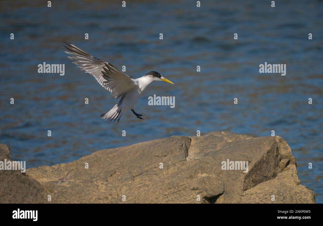 Débarquement d'oiseaux côtiers de sterne à crête sur les rochers dans le Queensland, Australie, Banque D'Images