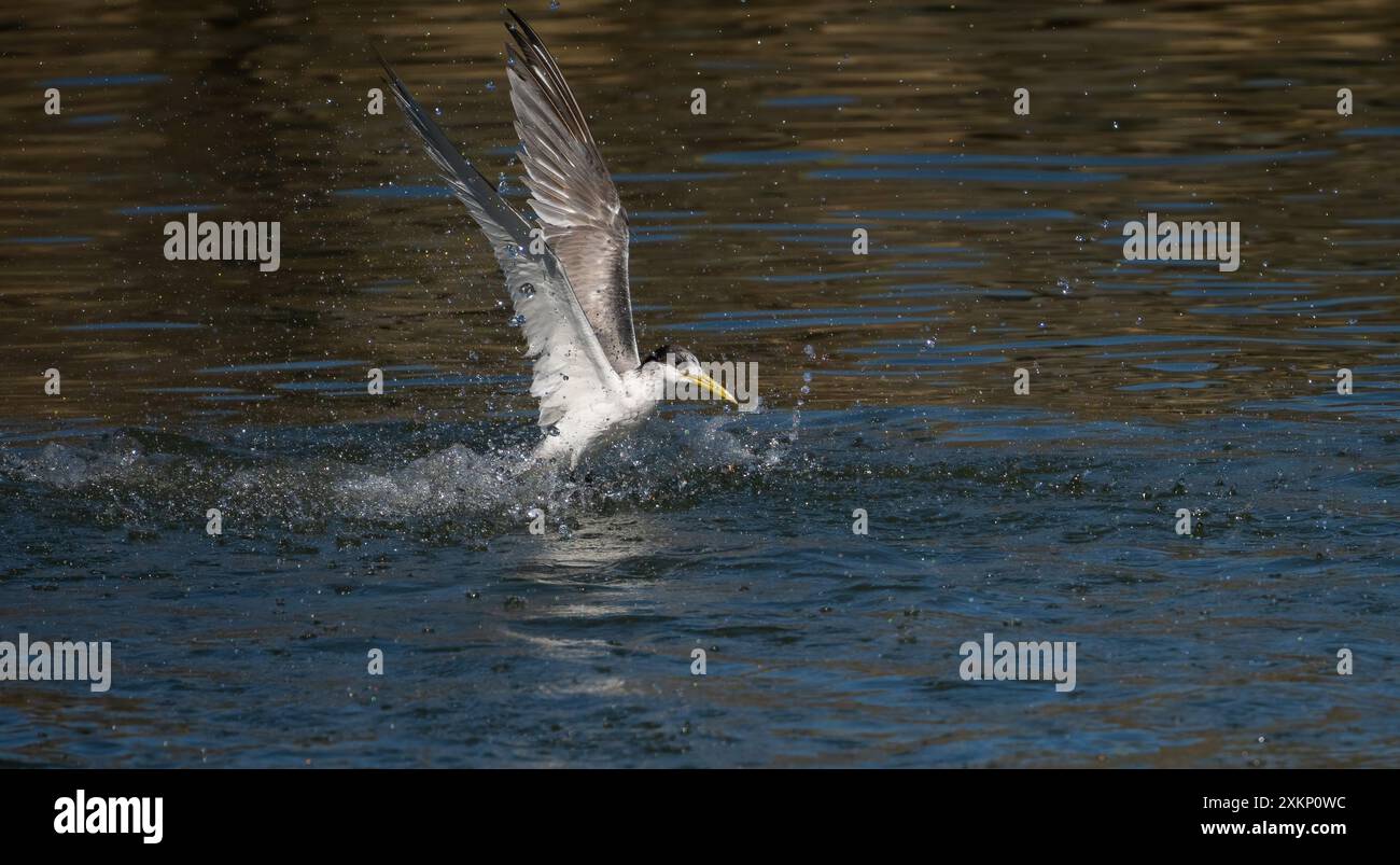 Sterne à crête (Thalasseus bergii) qui s'envole de l'eau après avoir échoué à attraper aucun poisson dans le Queensland, en Australie. Banque D'Images