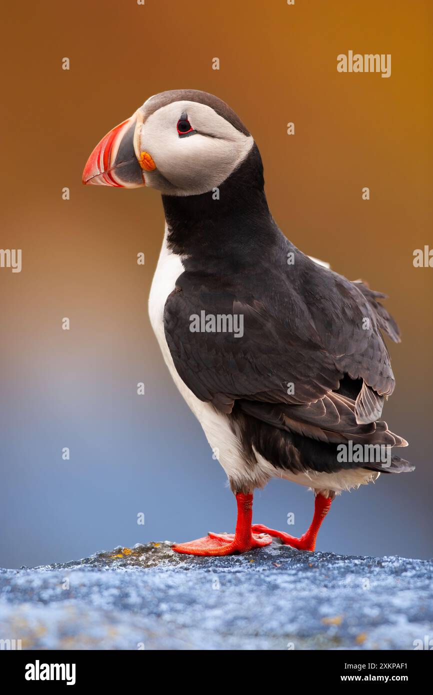 Portrait d'un macareux de Runde, Norvège - puissance de la nature Banque D'Images
