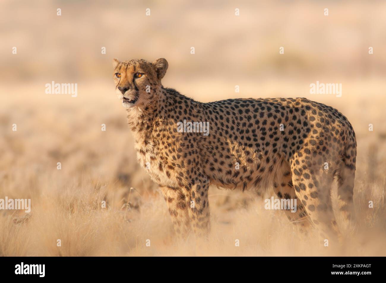 Puissance de la nature - image sauvage d'un guépard, l'animal terrestre le plus rapide. Photographié dans le désert du Kalahari en Namibie, Afrique Banque D'Images