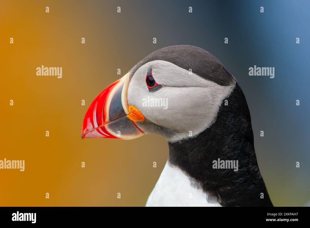 Portrait d'un macareux de Runde, Norvège - puissance de la nature Banque D'Images