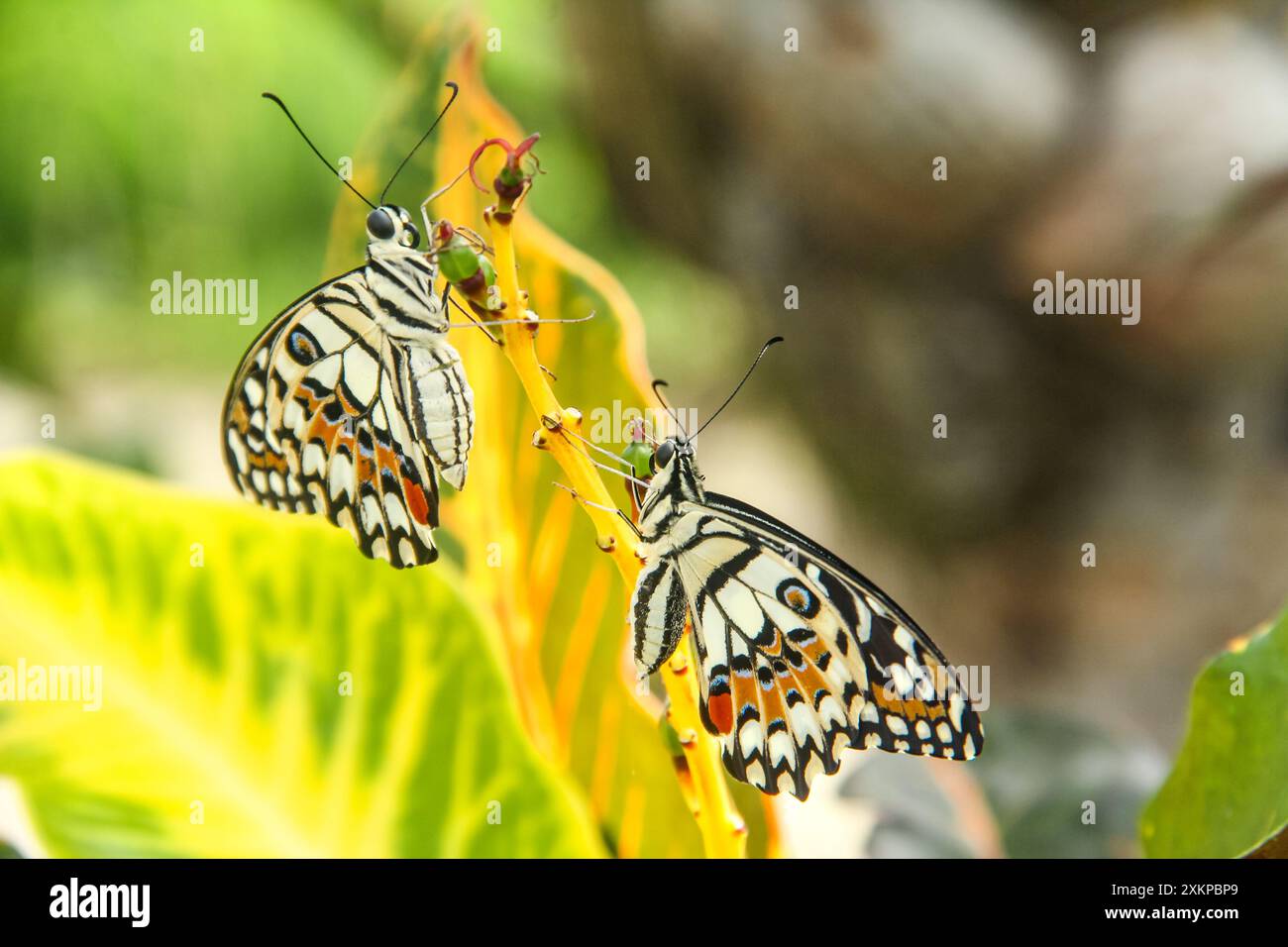 Papilio Demoleus ou papillon citron vert, de beaux papillons perchés sur de belles fleurs d'orchidée fleurissant et magnifiques Banque D'Images