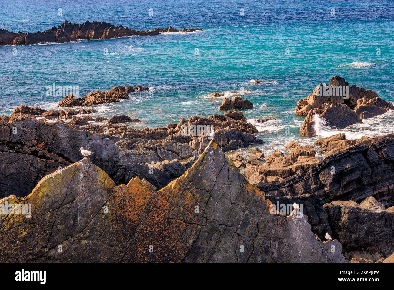 Goélands argentés posant sur certaines strates rocheuses déchiquetées de mudstones et de grès à Hartland Quay sur le sentier de la côte sud-ouest, Devon, Angleterre, Royaume-Uni Banque D'Images