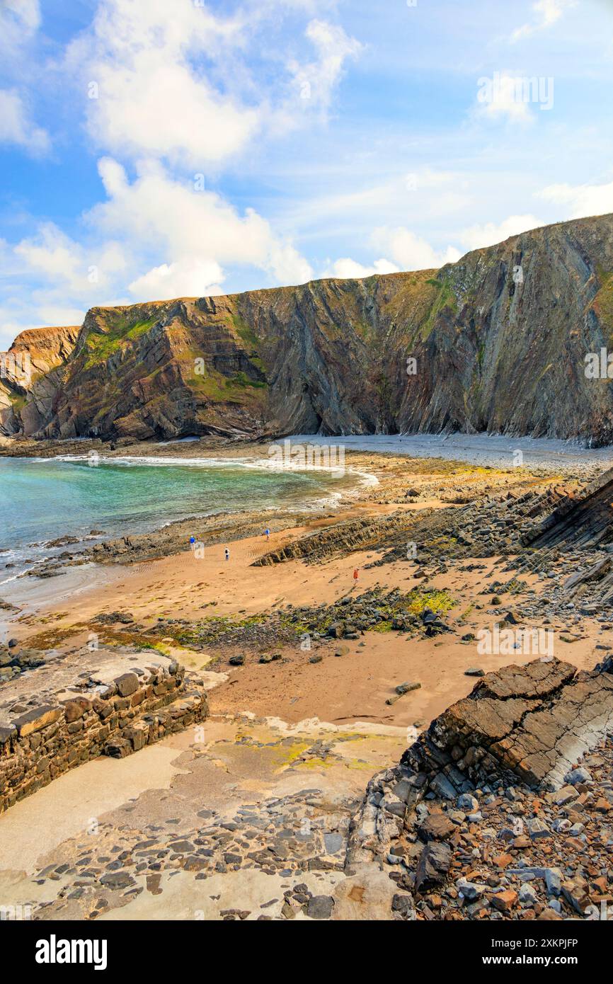 Les strates rocheuses pliées spectaculaires de mudstones et de grès à Hartland Quay sur le sentier de la côte sud-ouest, Devon, Angleterre, Royaume-Uni Banque D'Images