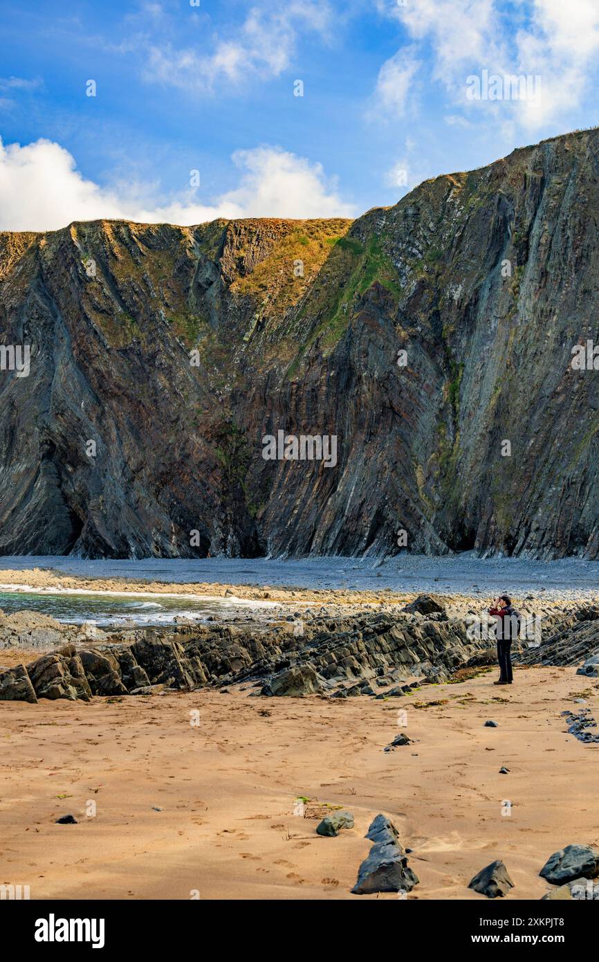 Les strates rocheuses pliées spectaculaires de mudstones et de grès à Hartland Quay sur le sentier de la côte sud-ouest, Devon, Angleterre, Royaume-Uni Banque D'Images