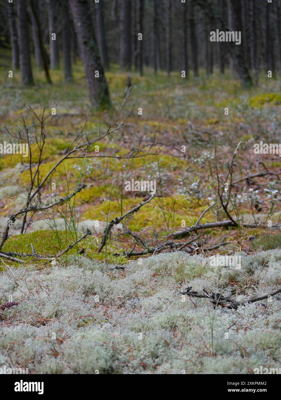 Forêt de conifères, mousse épaisse, mousse de renne et lichen de Cladonia couvrent le sol autour des sentiers pédestres, Skagen, Danemark . Banque D'Images