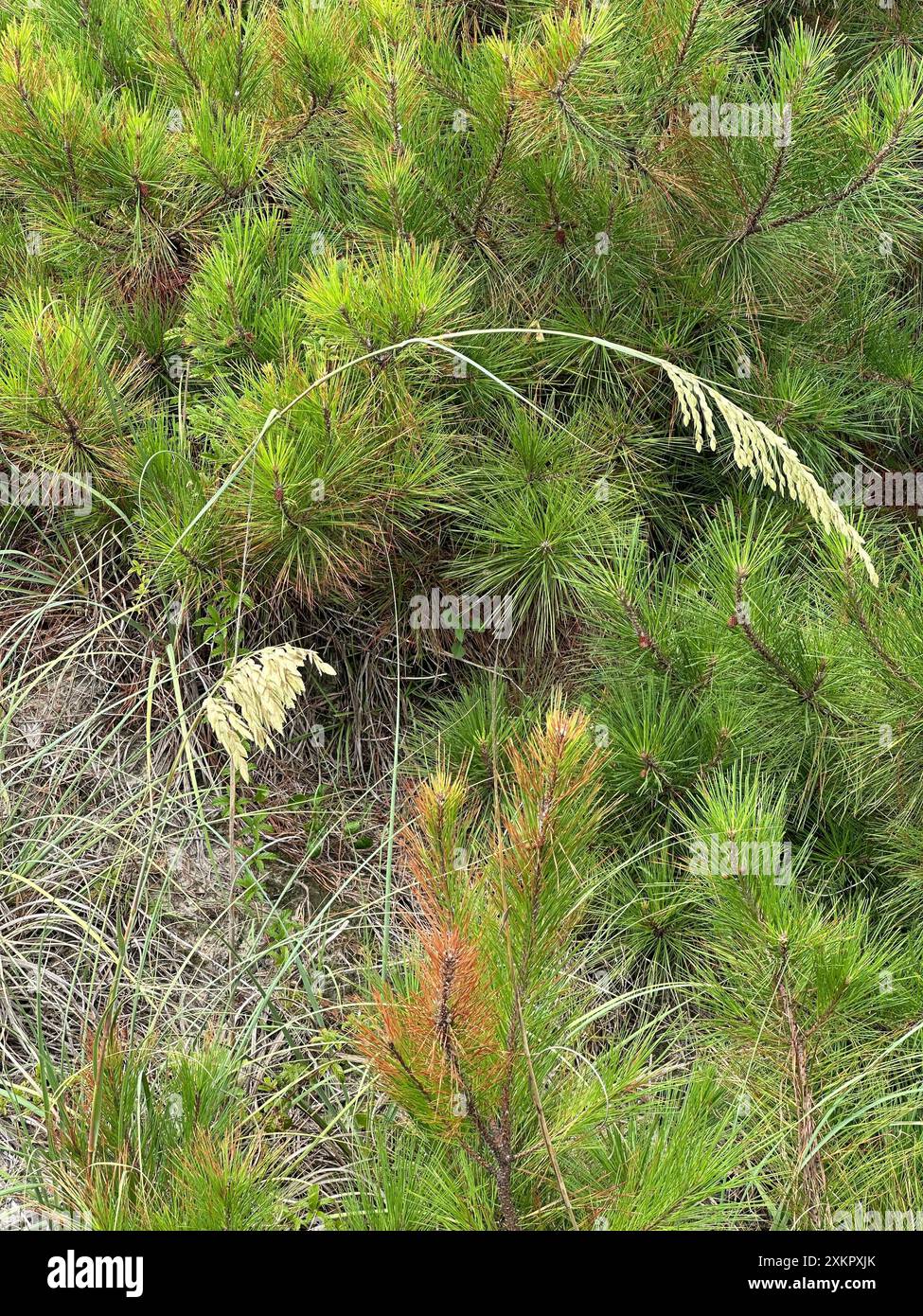 Vue verticale, petits pins et avoine de mer sur les dunes de North Myrtle Beach, Caroline du Sud. Banque D'Images