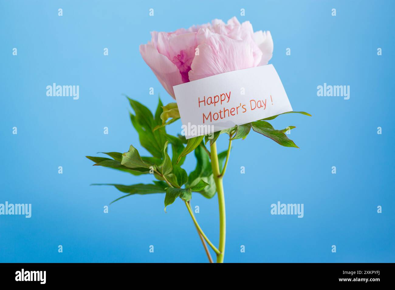Fleur de pivoine d'arbre rose, isolée sur fond bleu. Banque D'Images