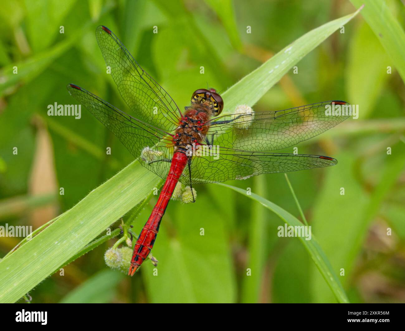 Libellule orange rouge avec des ailes avec un motif rouge se trouve sur une branche. se reposer sur une tige de fleur gros plan. des yeux énormes Banque D'Images