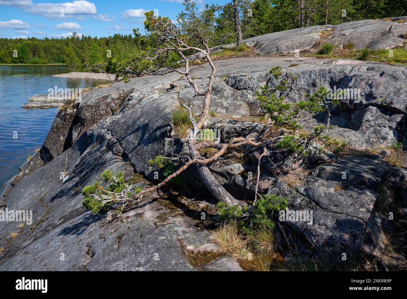 Pins bizarres sur les rochers de l'île de Koyonsaari, Carélie, Russie Banque D'Images