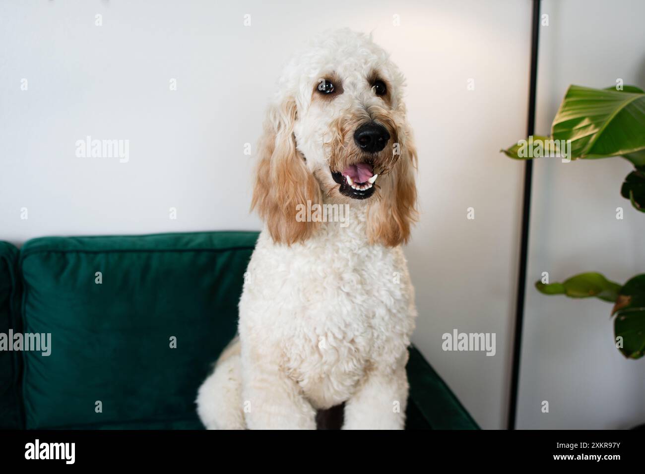 Portrait d'un énorme chien blanc Goldendoodle assis sur un canapé en velours vert Banque D'Images