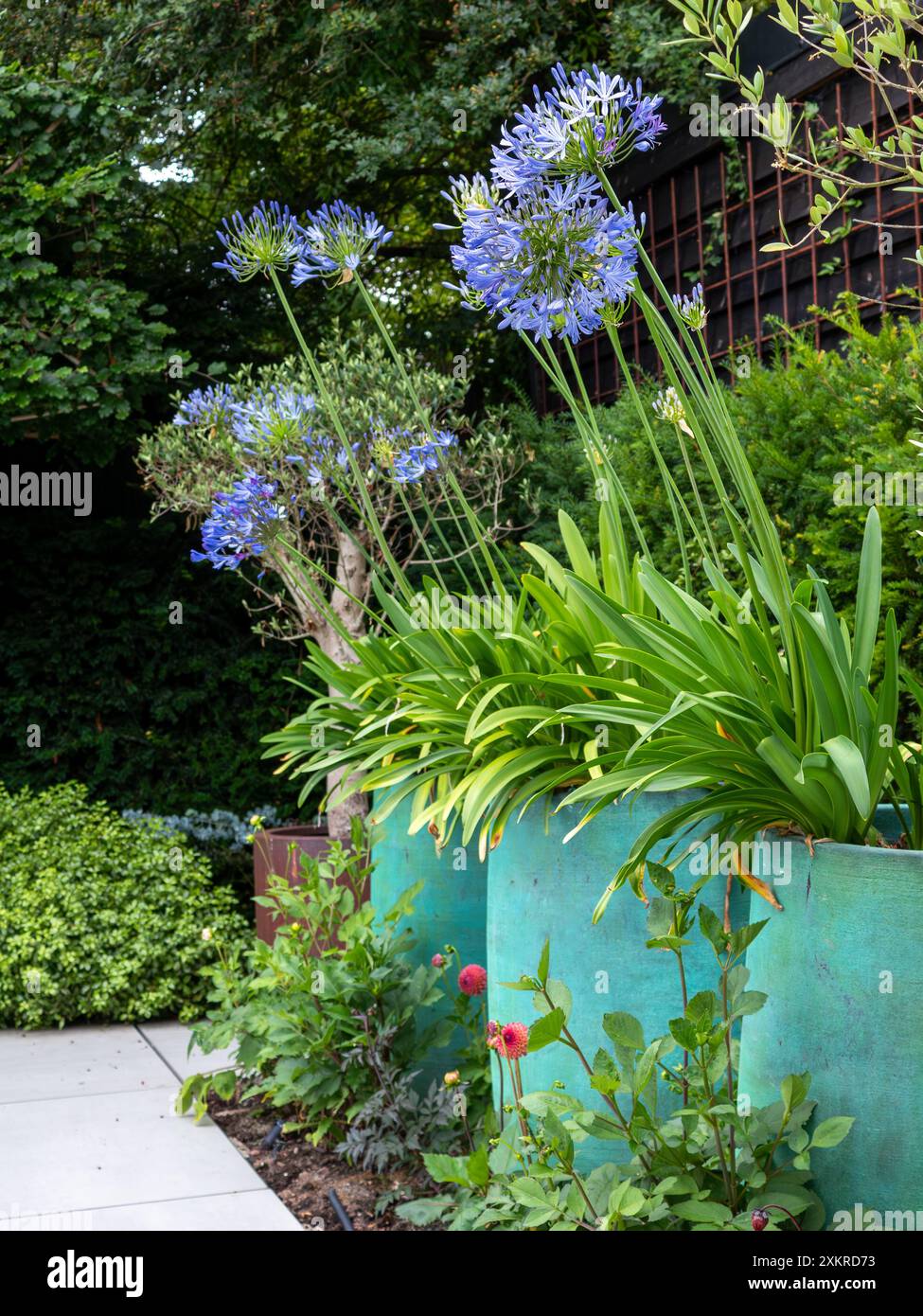Trois grands pots de jardin d'agapanthus violet (lis africain) en fleur dans une bordure de jardin au Royaume-Uni en été Banque D'Images