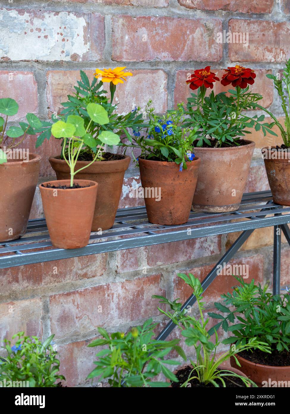 Petits pots en terre cuite vintage contenant des plantes de literie d'été sur un théâtre de plantes, montrant des fleurs de souci français et des feuilles de nasturtium Banque D'Images