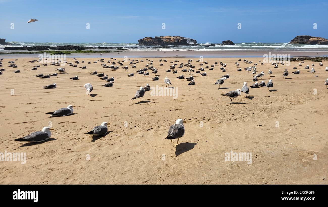 Jeunes mouettes reposant sur la plage à Essaouira Maroc. Banque D'Images