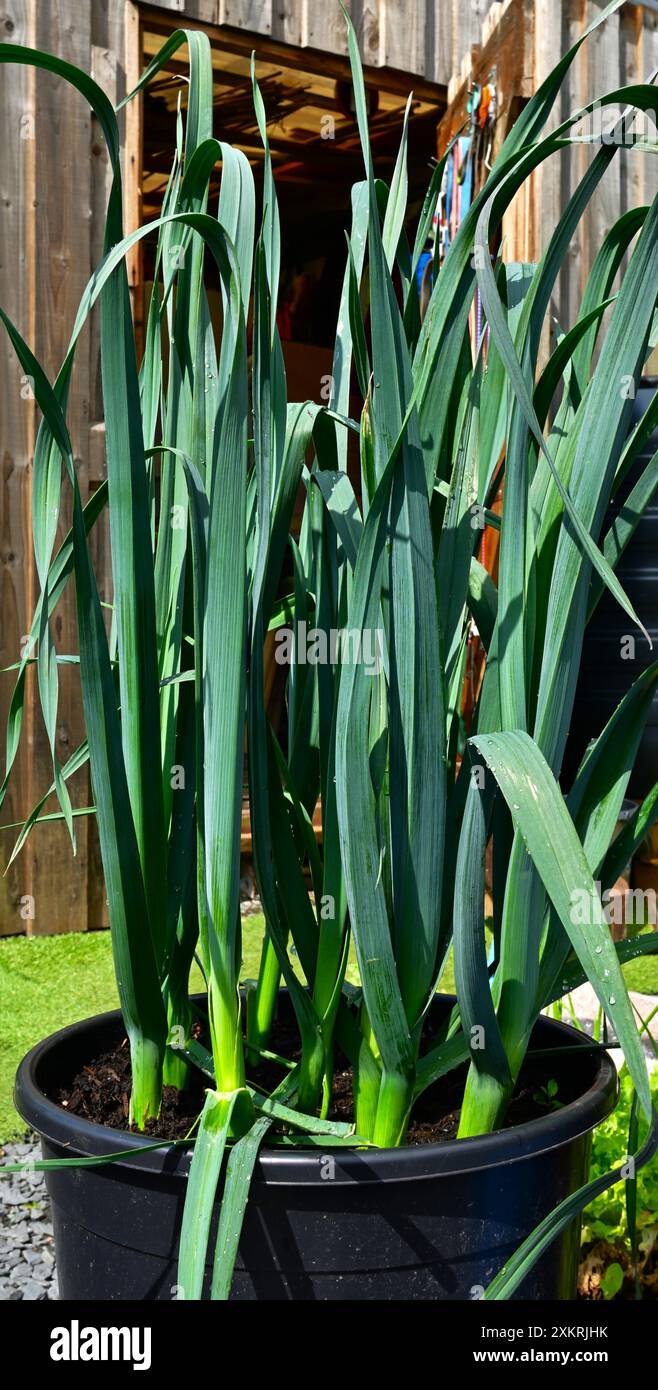 Poireaux d'hiver, Allium ampeloprasum, poussant dans un pot dans le jardin. Banque D'Images