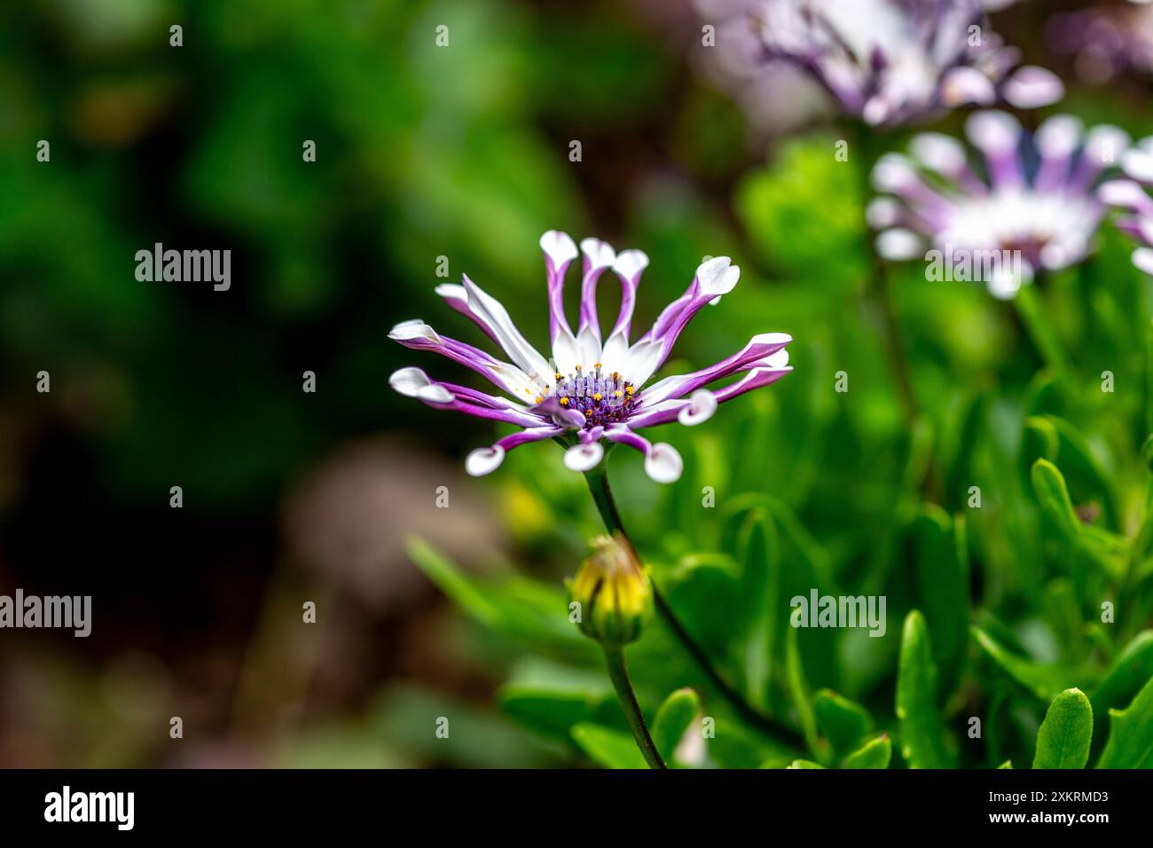Osteospermum fruticosum Banque D'Images Osteospermum fruticosum Banque D'Images