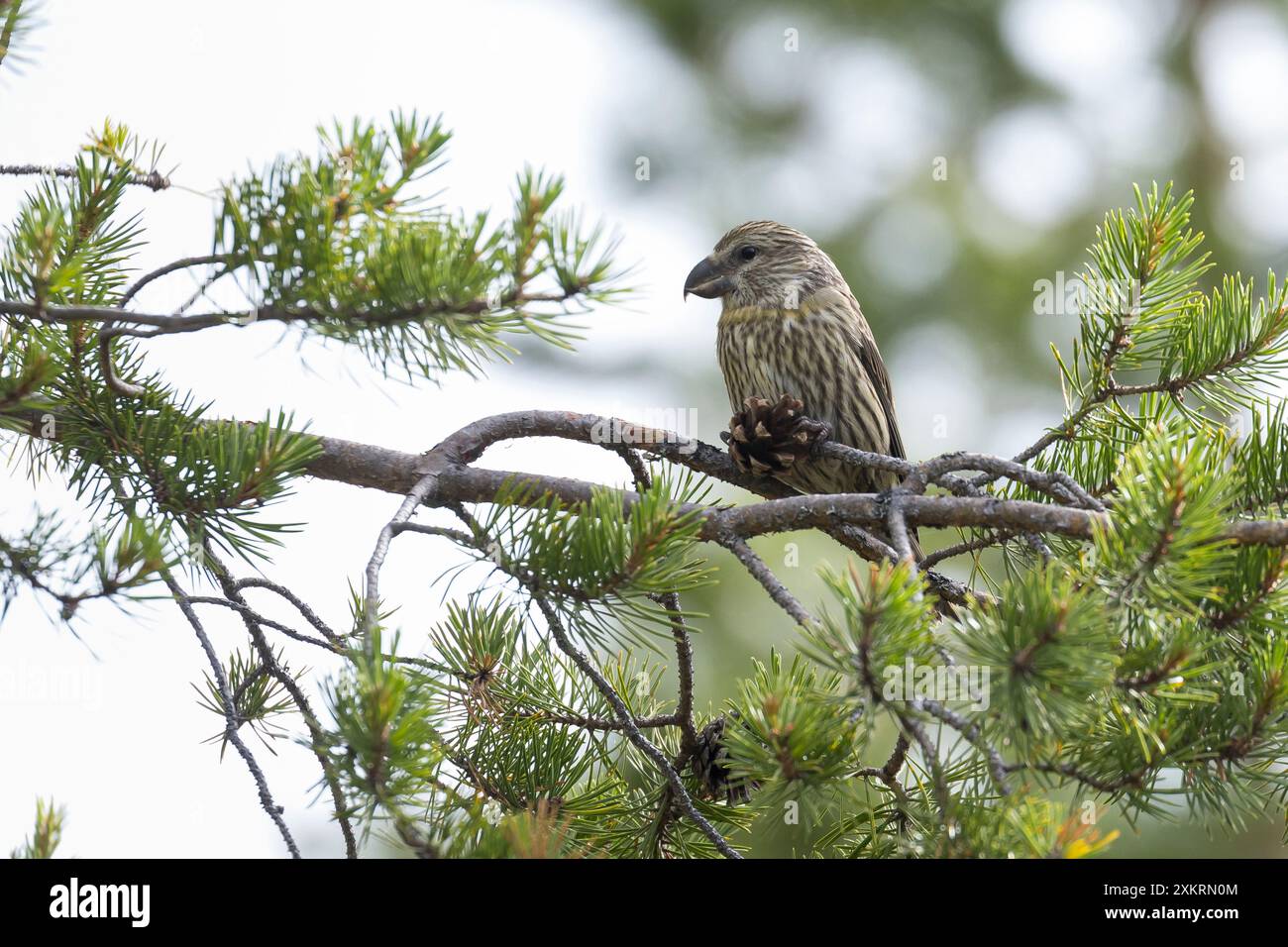 Kiefernkreuzschnabel, Kiefern-Kreuzschnabel, Jungvogel beim Fressen an einem Zapfen, Kiefernzapfen, Kreuzschnabel, Loxia pytyopsittacus, perroquet Crossb Banque D'Images