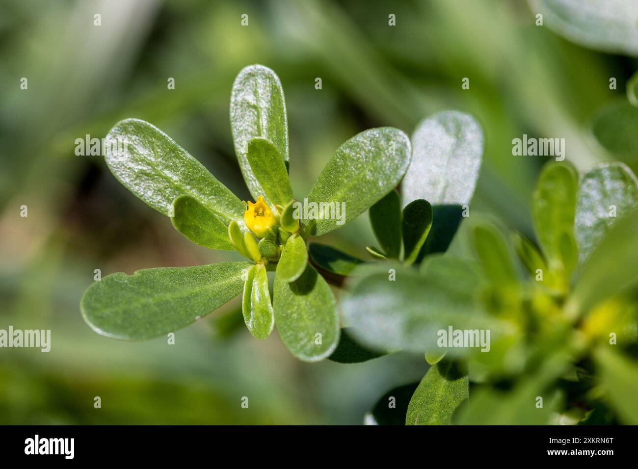 Gros plan de la fleur de Portulaca oleracea (purslane commun) Banque D'Images