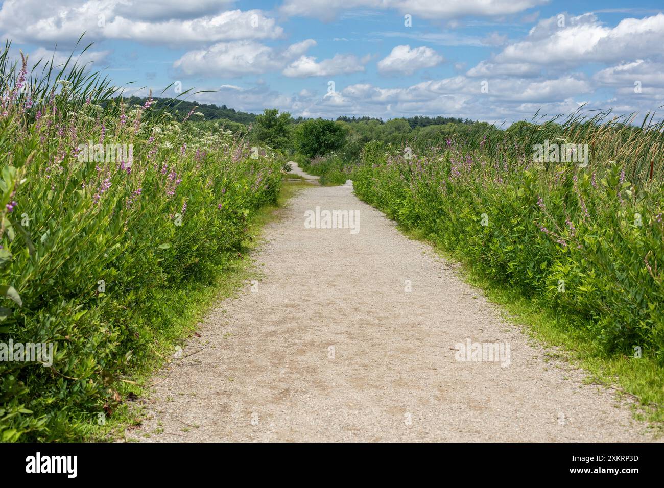 Un large chemin de gravier traverse la verdure dans la réserve naturelle nationale Great Meadows à Concord, Massachusetts, États-Unis. Banque D'Images