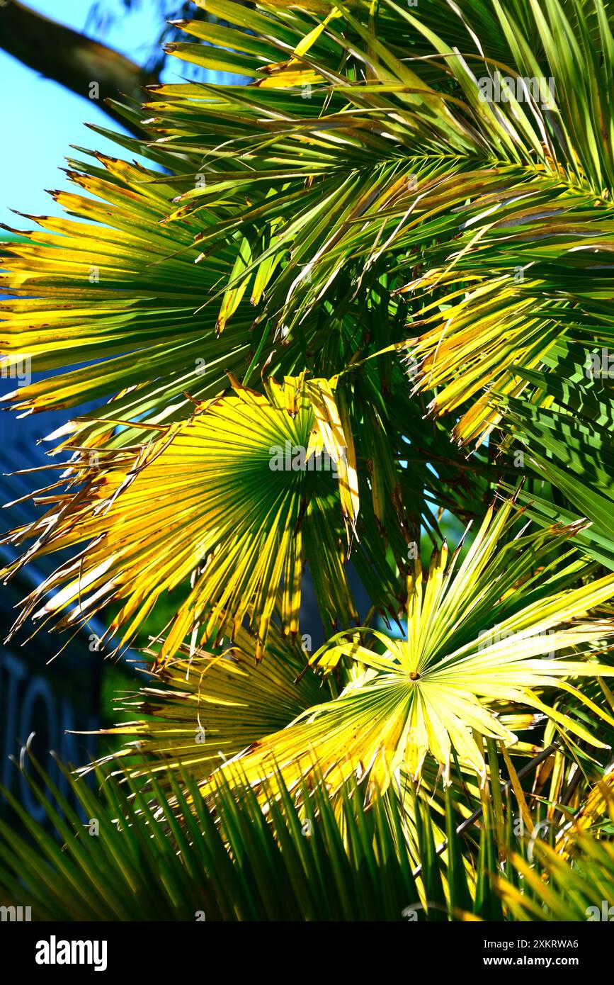 Feuilles de palmier à Paignton, dans le sud du Devon. Banque D'Images