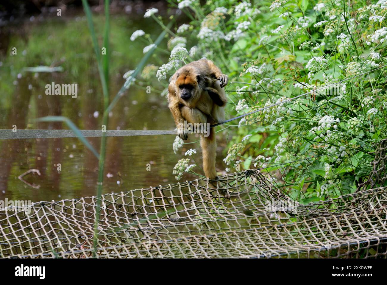 Un Gibbon piléaté au zoo de Paignton. Banque D'Images