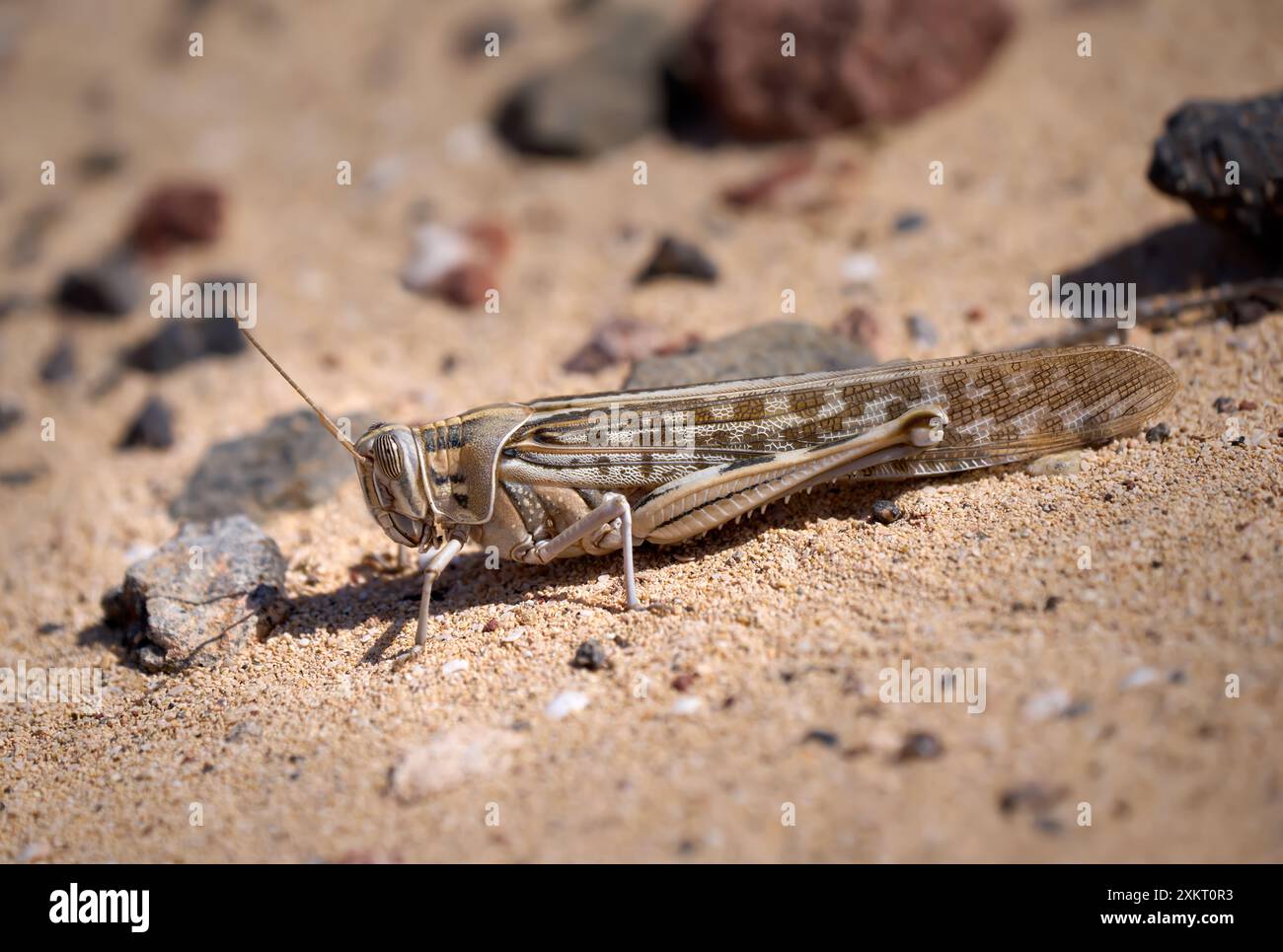 Criquet pèlerin (Schistocerca gregaria) dans le désert de sable de Costa Calma, Fuerteventura Banque D'Images