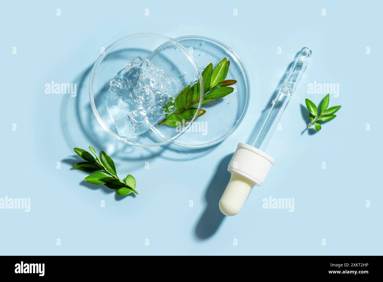 Boîtes de Petri avec plantes vertes, compte-gouttes de sérum et échantillons de gel sur fond bleu, vue de dessus, espace de copie. Recherche en sciences biologiques, ski à base de plantes biologiques Banque D'Images