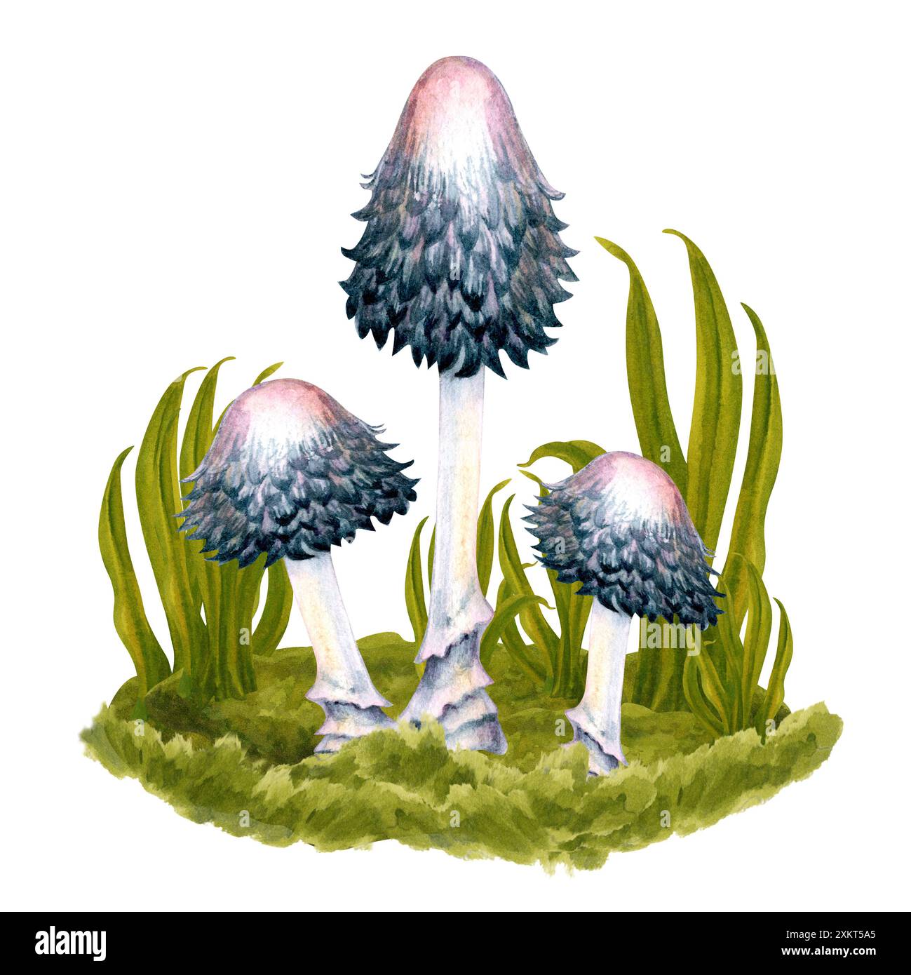 Noir et blanc avec des grèbes d'aquarelle toxiques roses dans l'herbe verte sur une pelouse dans les fores. Banque D'Images